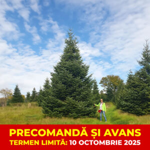 Brad Natural Abies Nordmanniana - înălțime 9-10 metri