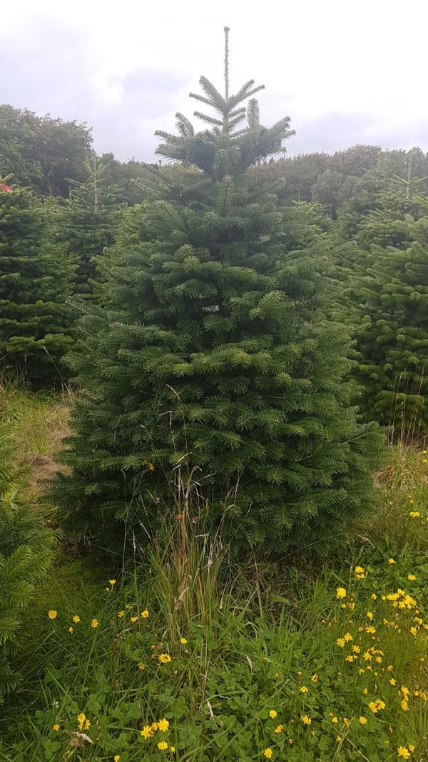 704a338e8753550614ba74b0c69bef32