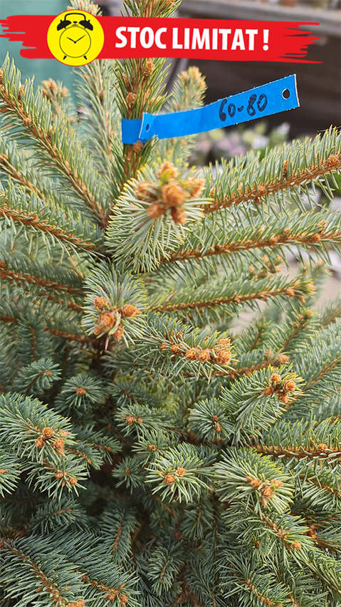 e3a2cb86161727d5841c1dd2d1de99e8