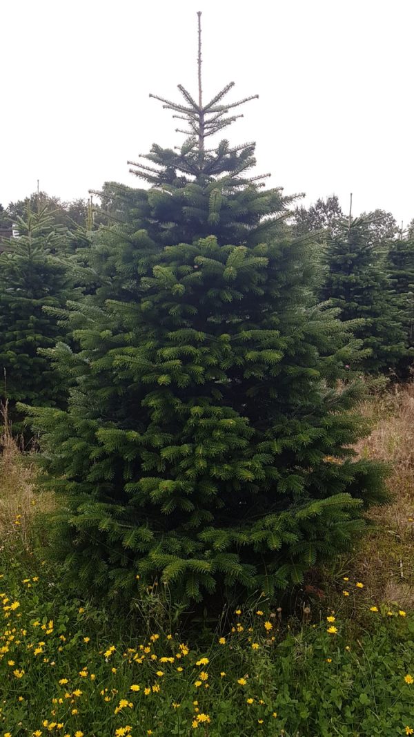 491eaf9557362f1e8197fb39b3cd9013