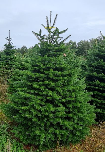 2d4580a8202dd5fafac095867fba1743