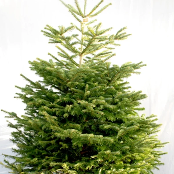 534d97a0d46c9ce770a2c6f8cfabb466