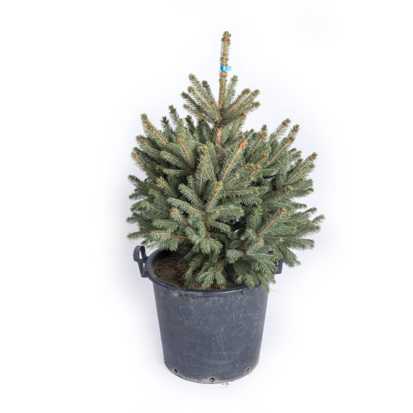 d523f8d2259aef477fb1adb184f5e63f