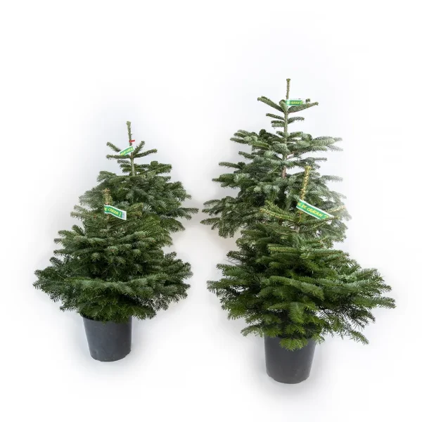 15071d130b834caa3ccde2674f1c41c4